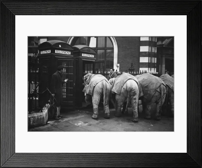 Framed Print : Trunk Call Framed Print : Trunk Call