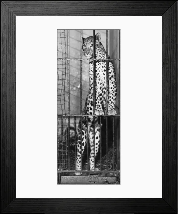 Framed Print : Leopard Breakfast Framed Print : Leopard Breakfast