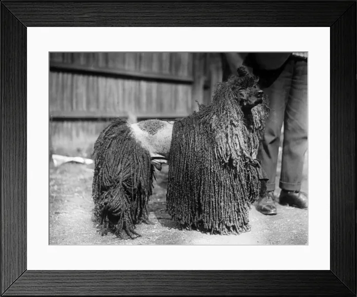 Framed Print : Stylish Poodle Framed Print : Stylish Poodle