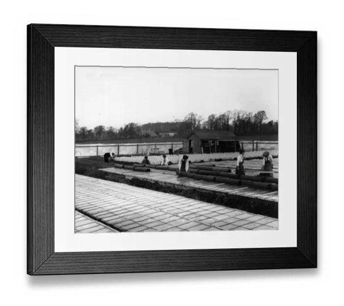Framed Print : Vegetable Farm Framed Print : Vegetable Farm