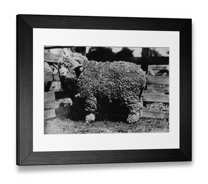 Framed Print : Woolly Ram