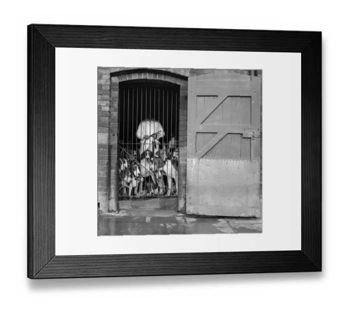 Framed Print : Atherstone Hounds Framed Print : Atherstone Hounds