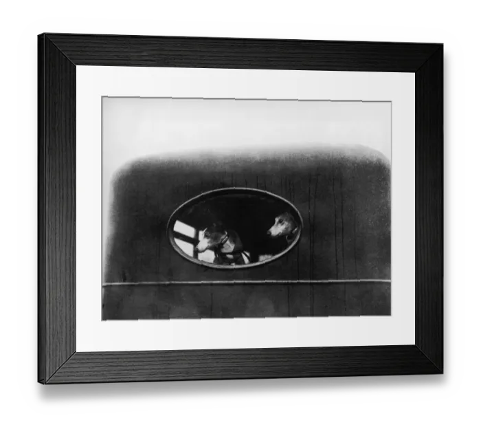 Framed Print : Dog Cart. February 1922: Luxury transport for Mr Hales greyhounds at the Framed Print : Dog Cart. February 1922: Luxury transport for Mr Hales greyhounds at the