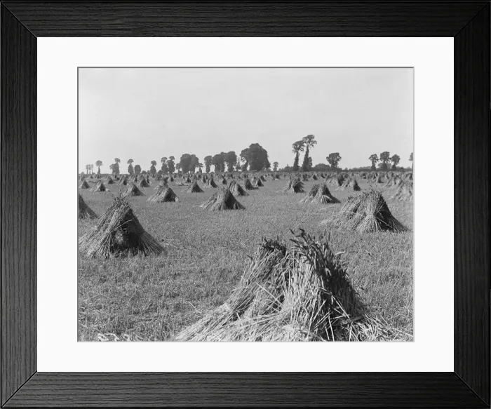 Framed Print : Essex Cornfield Framed Print : Essex Cornfield