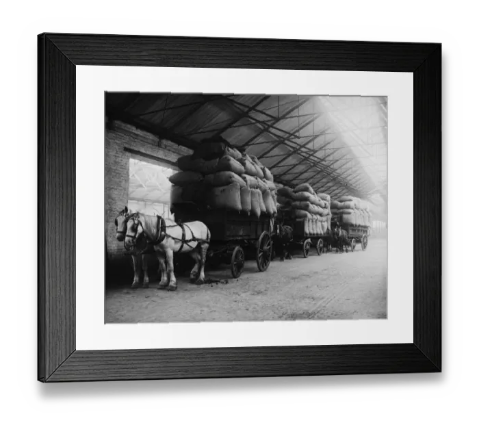 Framed Print : Beasts Of Burden Framed Print : Beasts Of Burden