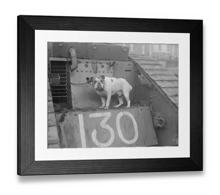 Framed Print : Victory Bulldog Framed Print : Victory Bulldog