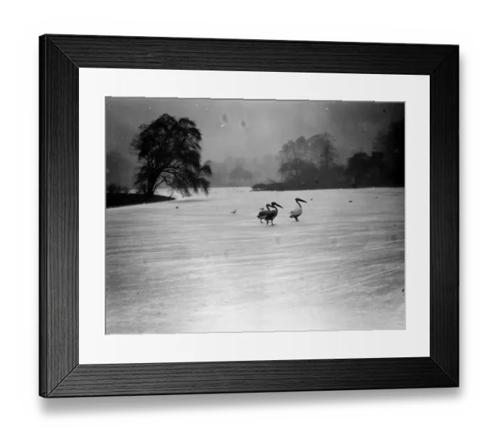 Framed Print : Pelicans On Ice Framed Print : Pelicans On Ice