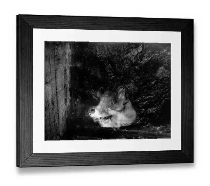 Framed Print : Polar Bears Framed Print : Polar Bears