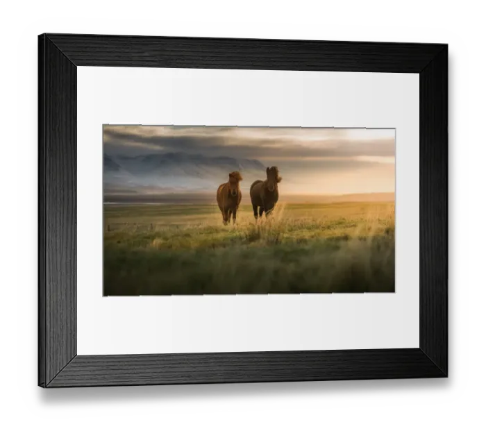 Framed Print : Icelandic horses on the field Framed Print : Icelandic horses on the field