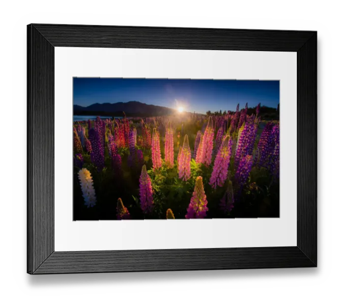 Framed Print : Sunrise over Lupines field Framed Print : Sunrise over Lupines field