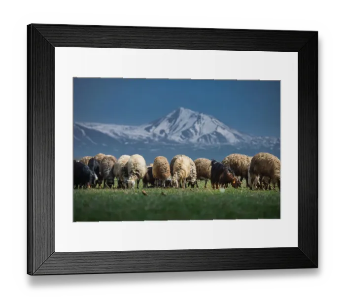 Framed Print : Sheep herd at Lake Van side Framed Print : Sheep herd at Lake Van side