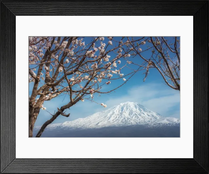 Framed Print : Mount Ararat with cherry blossoms foreground Framed Print : Mount Ararat with cherry blossoms foreground