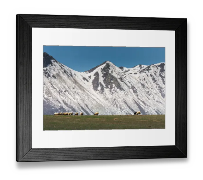 Framed Print : Sheep on grass field with Nemrut volcano background Framed Print : Sheep on grass field with Nemrut volcano background