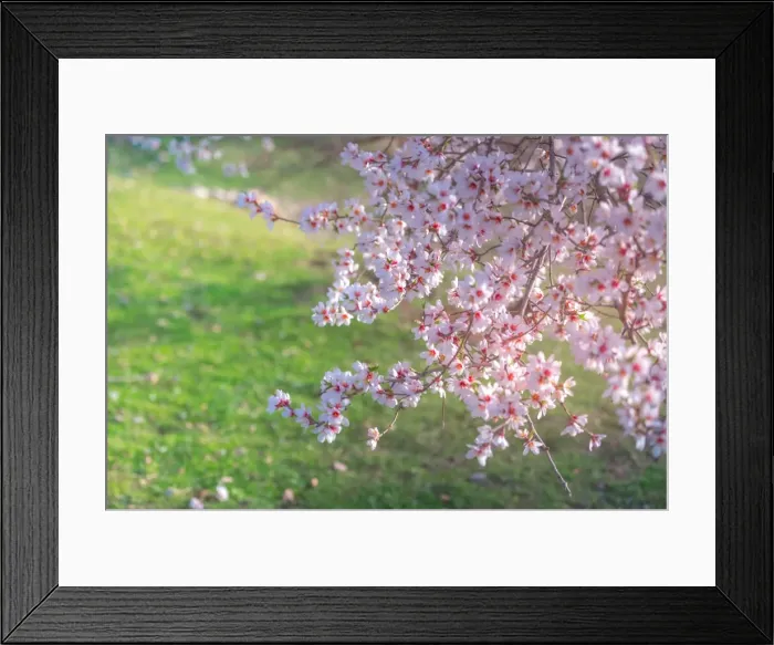 Framed Print : Akdarmar island in Spring time with Cherry blossom Framed Print : Akdarmar island in Spring time with Cherry blossom