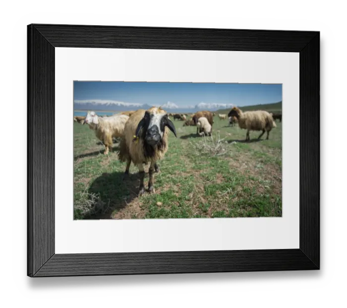 Framed Print : Sheep herd at Lake Van side Framed Print : Sheep herd at Lake Van side