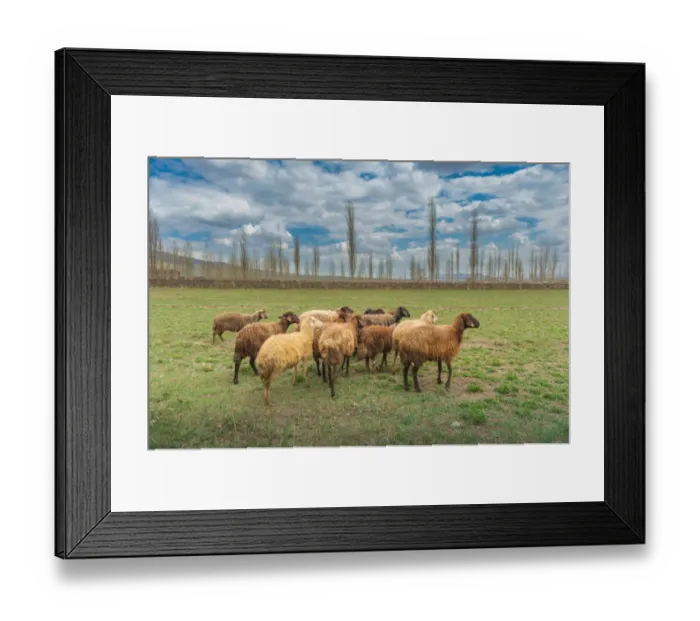 Framed Print : Sheep herd in a village in East Turkey Framed Print : Sheep herd in a village in East Turkey