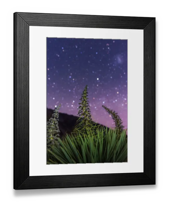 Framed Print : Agave with star bokeh background Framed Print : Agave with star bokeh background