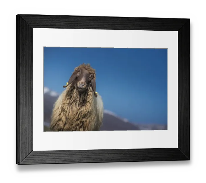 Framed Print : a sheep looking at camera with bluesky background Framed Print : a sheep looking at camera with bluesky background