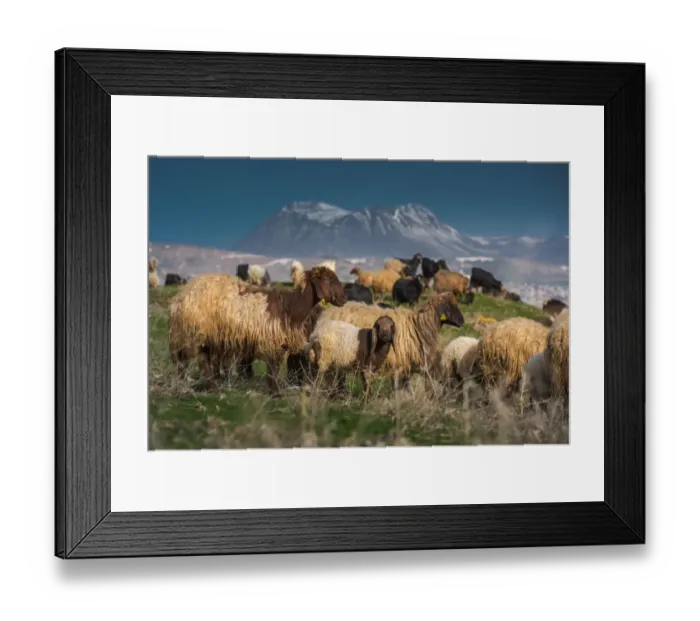 Framed Print : Sheep herd with Nemrut volcano background Framed Print : Sheep herd with Nemrut volcano background