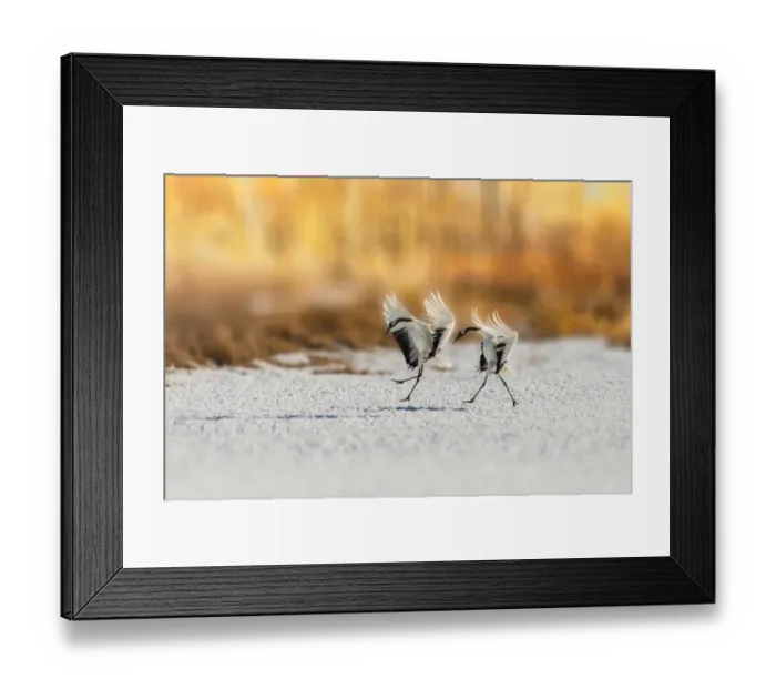 Framed Print : 2 Red-crowned cranes landing on a snowgound with yellow bokeh background Framed Print : 2 Red-crowned cranes landing on a snowgound with yellow bokeh background