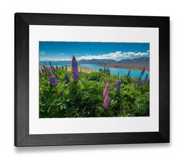 Framed Print : Lupines at Mount John observatory, New Zealand