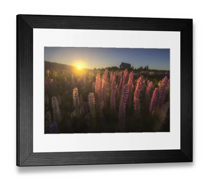 Framed Print : Lupine field in New Zealand Framed Print : Lupine field in New Zealand