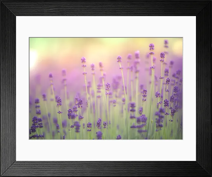 Framed Print : Lavender field Framed Print : Lavender field