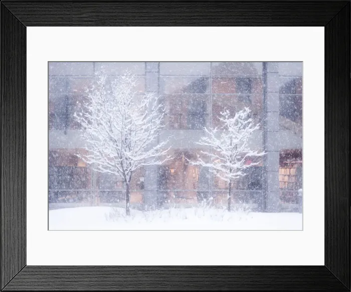 Framed Print : Tress in a snow fall Framed Print : Tress in a snow fall