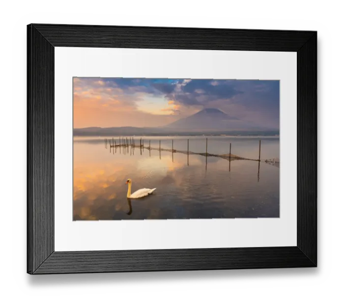 Framed Print : Mt Fuji at Lake Yamanaka with white swan
