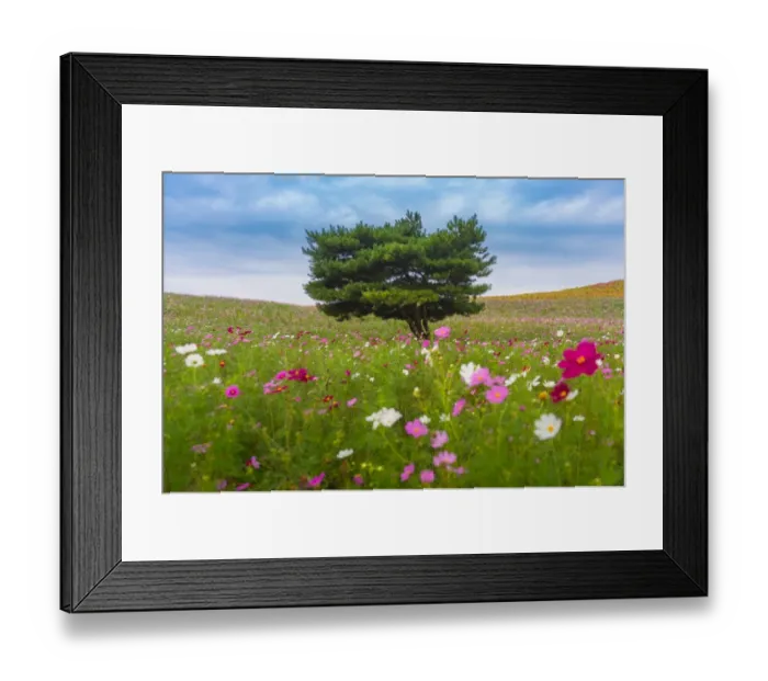 Framed Print : specimen tree on a daisy field at Hitachi seaside park Framed Print : specimen tree on a daisy field at Hitachi seaside park