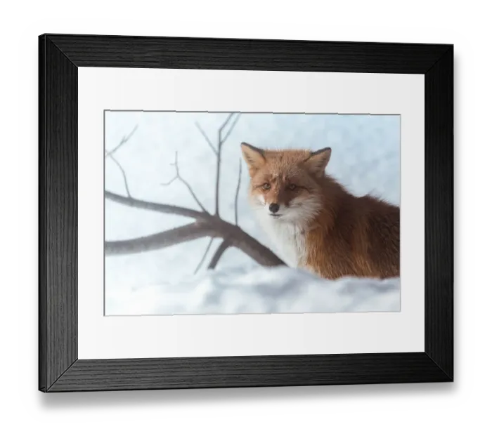 Framed Print : a Fox on a snow field Framed Print : a Fox on a snow field
