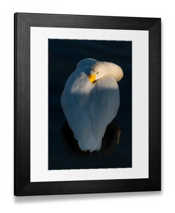 Framed Print : Swan post in a lake Framed Print : Swan post in a lake