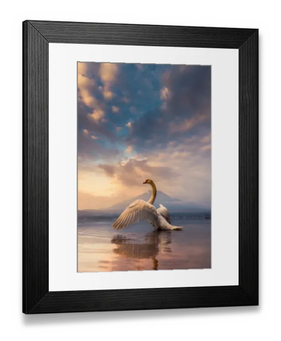Framed Print : a Swan spread its wings with Mt. Fuji background Framed Print : a Swan spread its wings with Mt. Fuji background