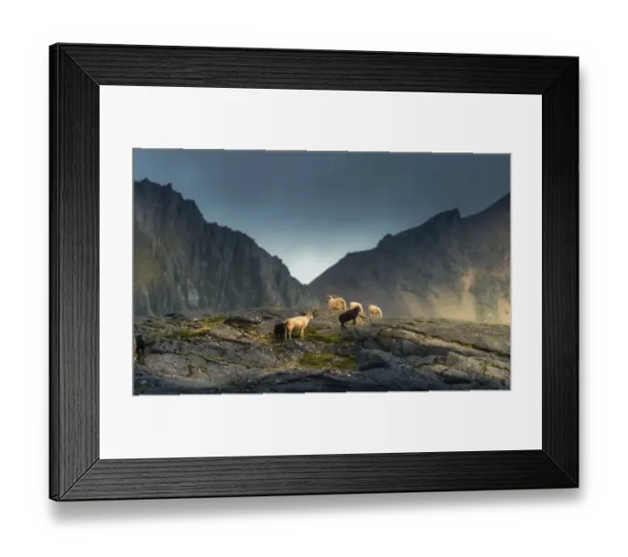 Framed Print : Sheep herd walking on the cliff