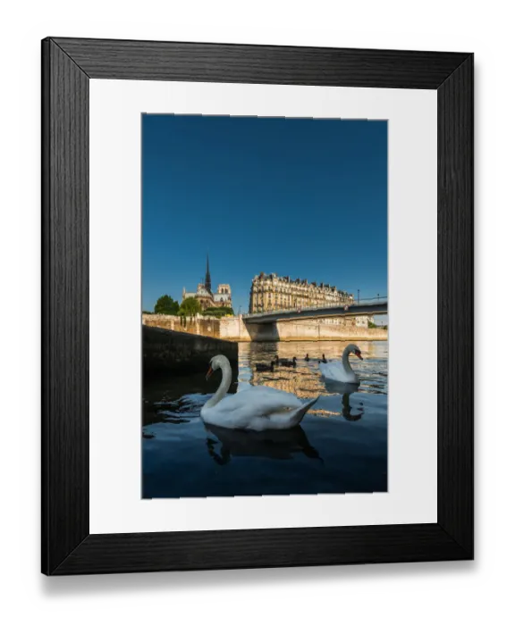 Framed Print : Swan couple at Seine river Framed Print : Swan couple at Seine river