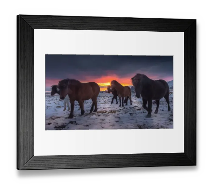 Framed Print : Icelandic horse on a snow field