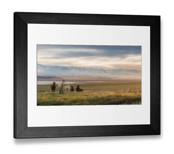 Framed Print : Icelandic horse on a grass field Framed Print : Icelandic horse on a grass field