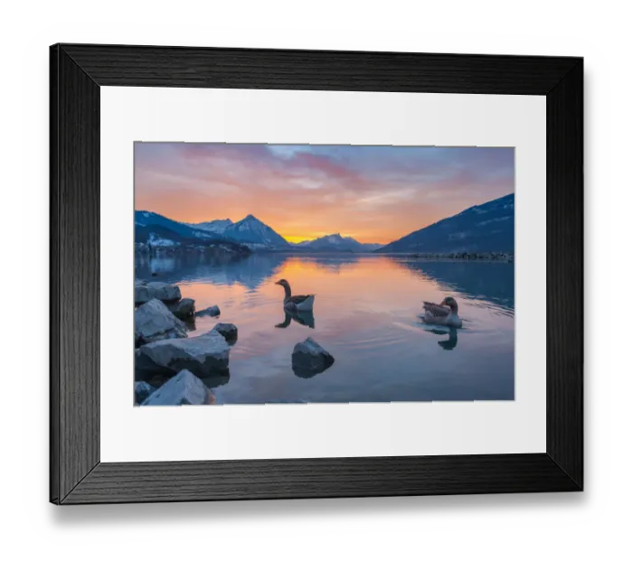 Framed Print : Ducks swimming in Lake Interlaken Framed Print : Ducks swimming in Lake Interlaken