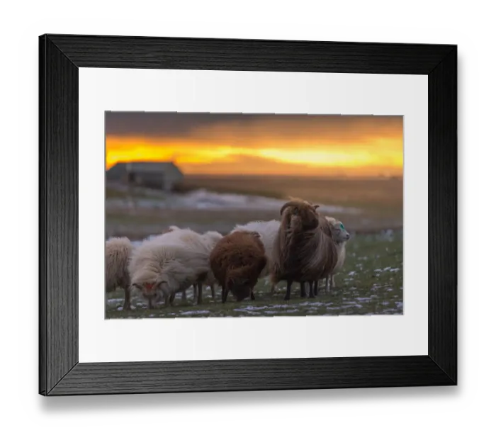 Framed Print : Iceland sheep on a field in winter season Framed Print : Iceland sheep on a field in winter season