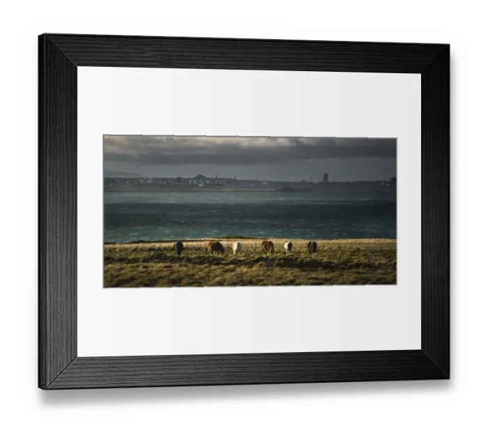 Framed Print : Horse herd with Reykjavik in background Framed Print : Horse herd with Reykjavik in background
