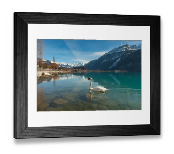 Framed Print : Swan floating over lake Brienz Framed Print : Swan floating over lake Brienz