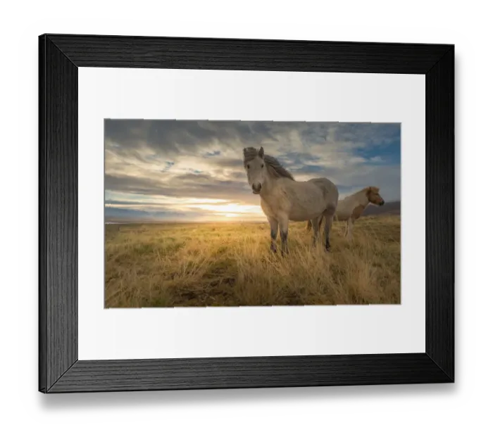 Framed Print : Icelandic horse on a grass field