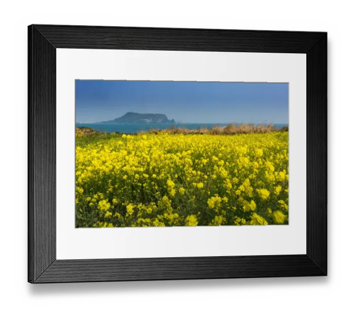 Framed Print : Canola field at Seopjikoji coast with Seongsan Ilchulbong background