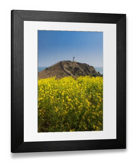 Framed Print : Canola field at Seopjikoji coast Framed Print : Canola field at Seopjikoji coast