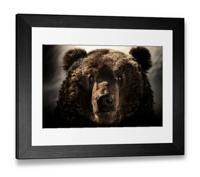 Framed Print : a Brown bear face shot Framed Print : a Brown bear face shot