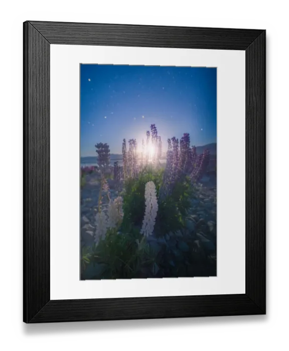 Framed Print : Moonlight shine through Lupines clump Framed Print : Moonlight shine through Lupines clump