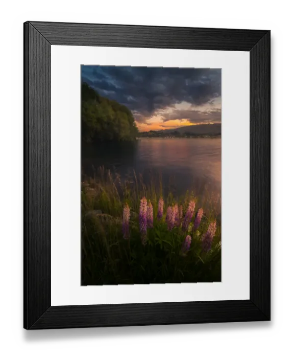 Framed Print : Lupines at Lake Wanaka Framed Print : Lupines at Lake Wanaka