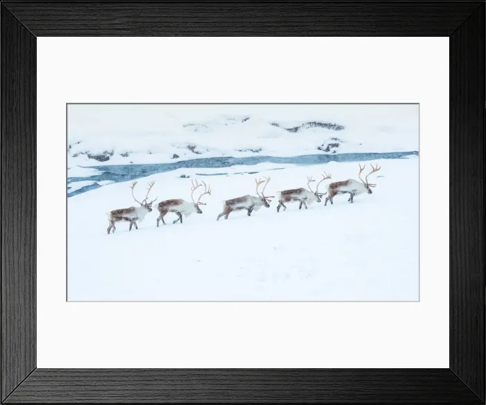Framed Print : Reindeer herd walking through snow field Framed Print : Reindeer herd walking through snow field