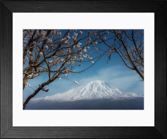 Framed Print : Cherry blossom with background of Mt. Ararat Framed Print : Cherry blossom with background of Mt. Ararat