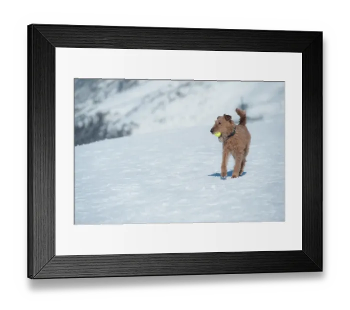 Framed Print : A dog playing tennis ball on snow Framed Print : A dog playing tennis ball on snow